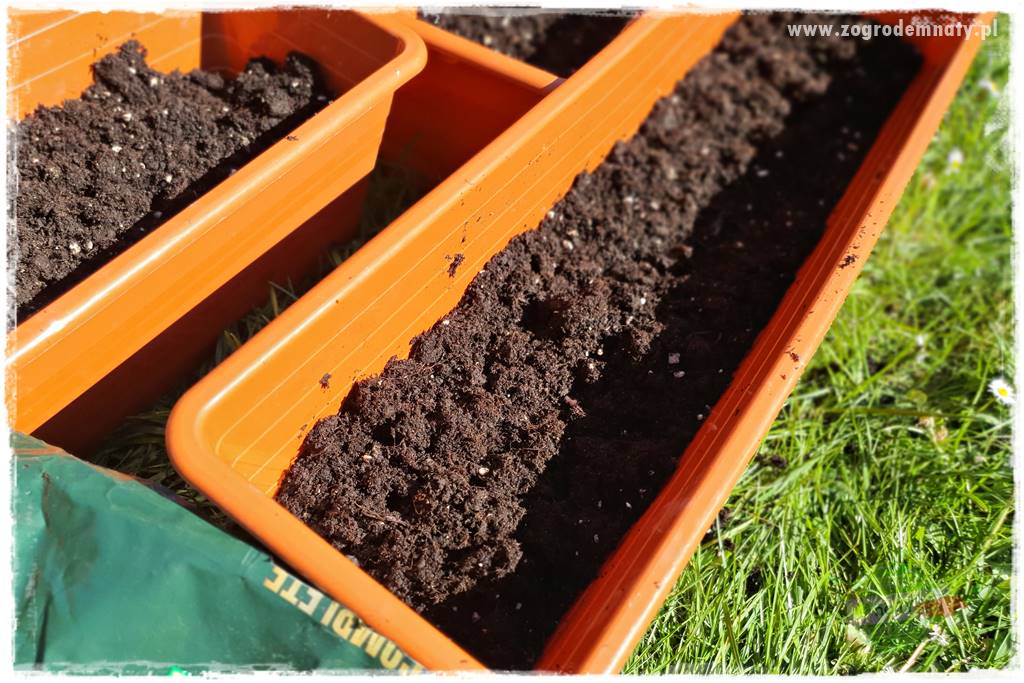 Kolorowe skrzynki balkonowe 36