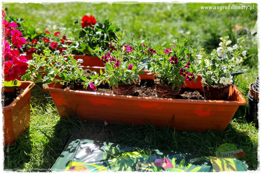 Kolorowe skrzynki balkonowe 37