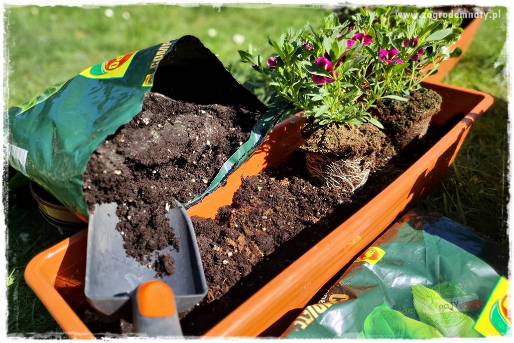 Kolorowe skrzynki balkonowe 38