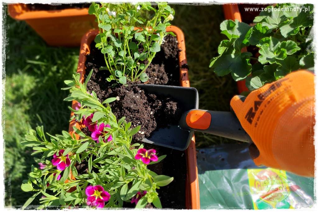 Kolorowe skrzynki balkonowe 39 Kolorowe skrzynki balkonowe 39