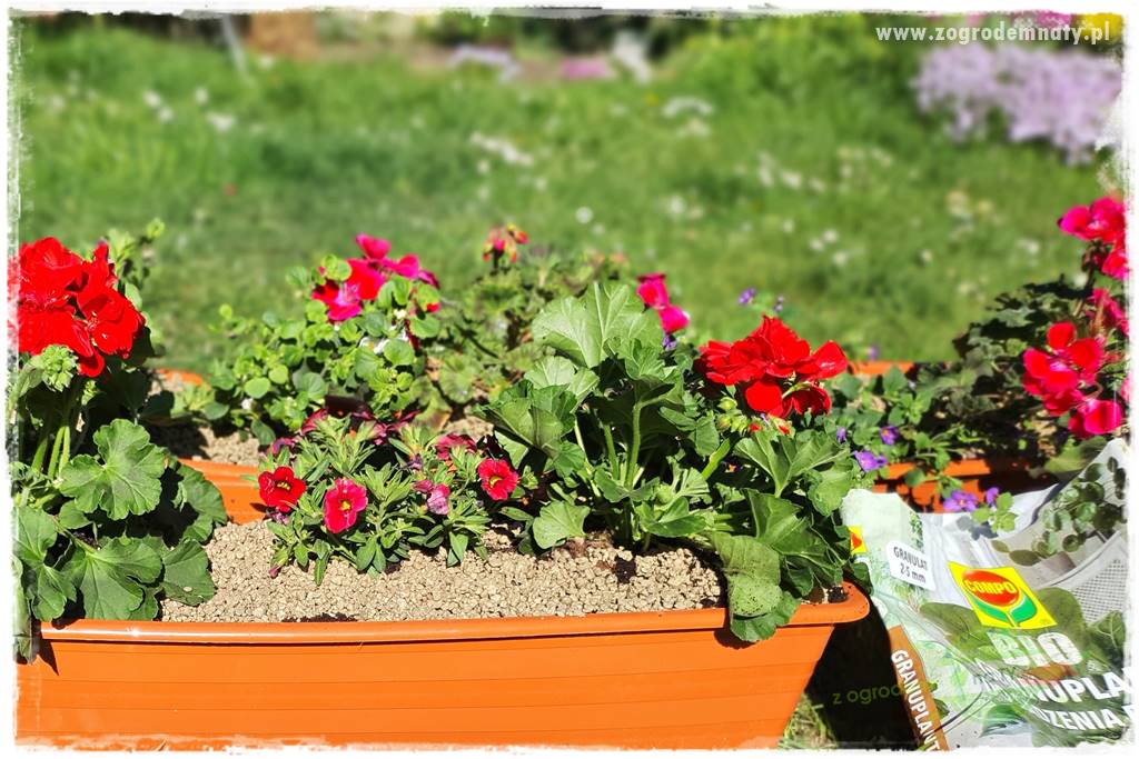 Kolorowe skrzynki balkonowe 40 Kolorowe skrzynki balkonowe 40