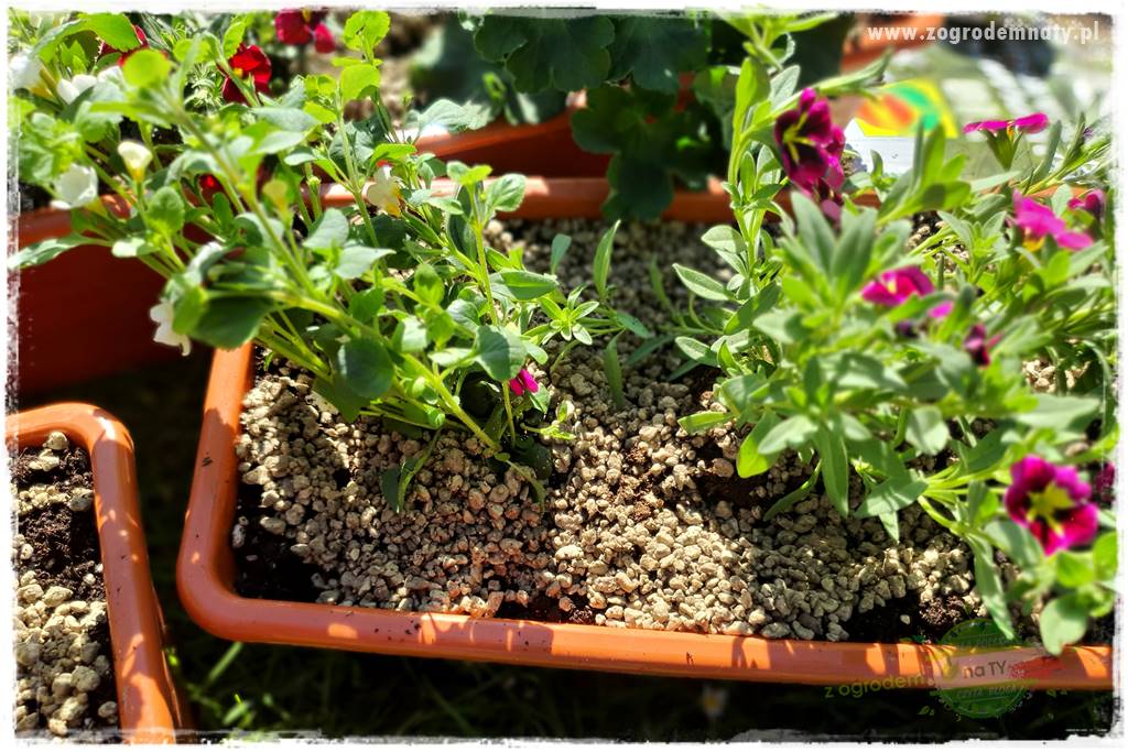 Kolorowe skrzynki balkonowe 41