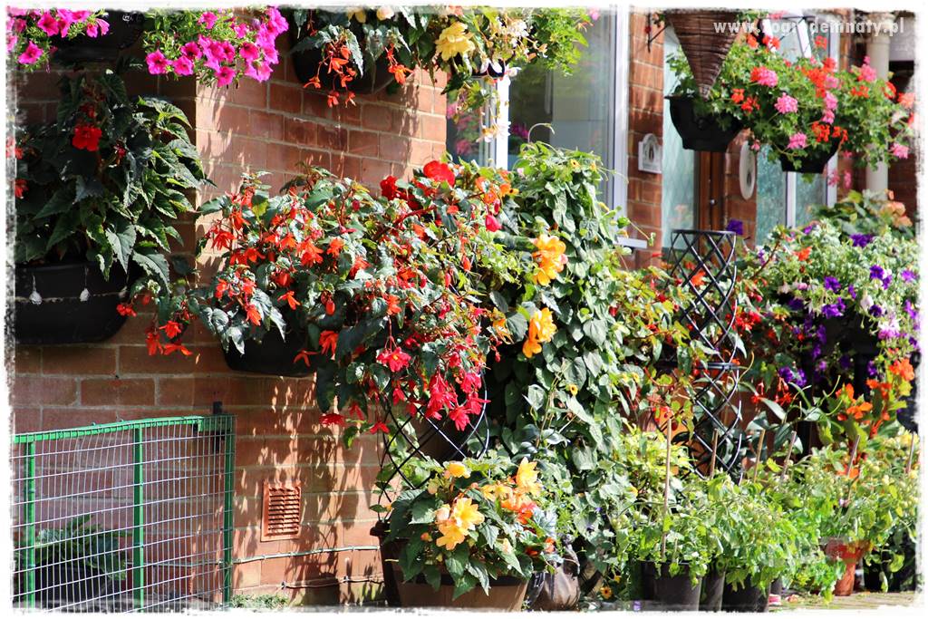 Kolorowe skrzynki balkonowe 42