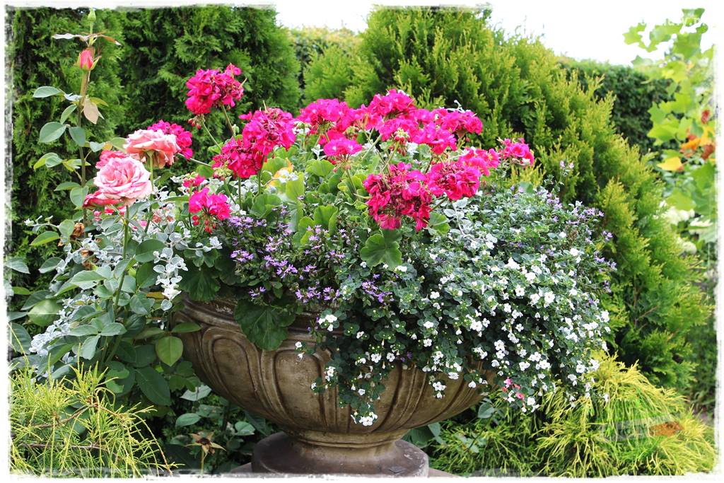 Kolorowe skrzynki balkonowe 6 Kolorowe skrzynki balkonowe 6