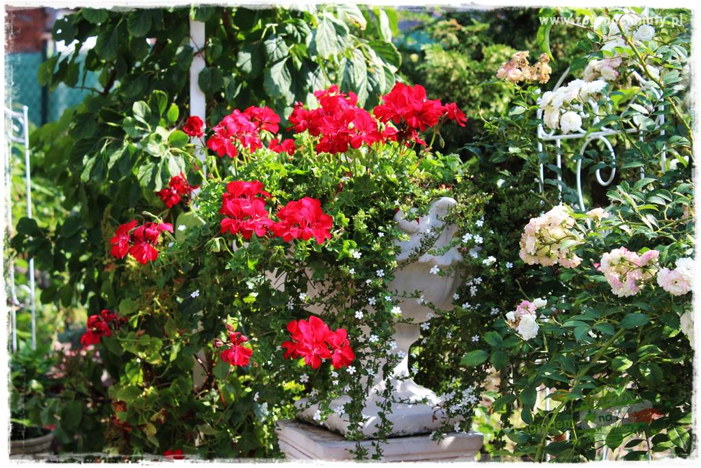 Kolorowe skrzynki balkonowe 7 Kolorowe skrzynki balkonowe 7