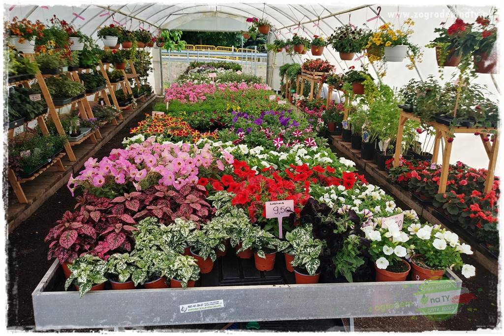 Kolorowe skrzynki balkonowe 9 Kolorowe skrzynki balkonowe 9