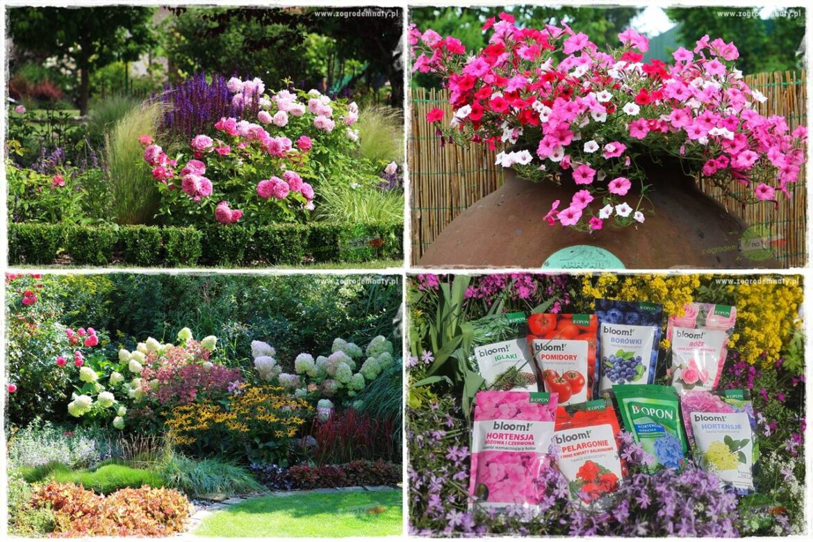 Nawożenie na kwitnienie 0