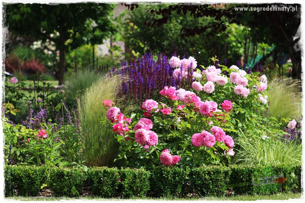 Nawożenie na kwitnienie 1