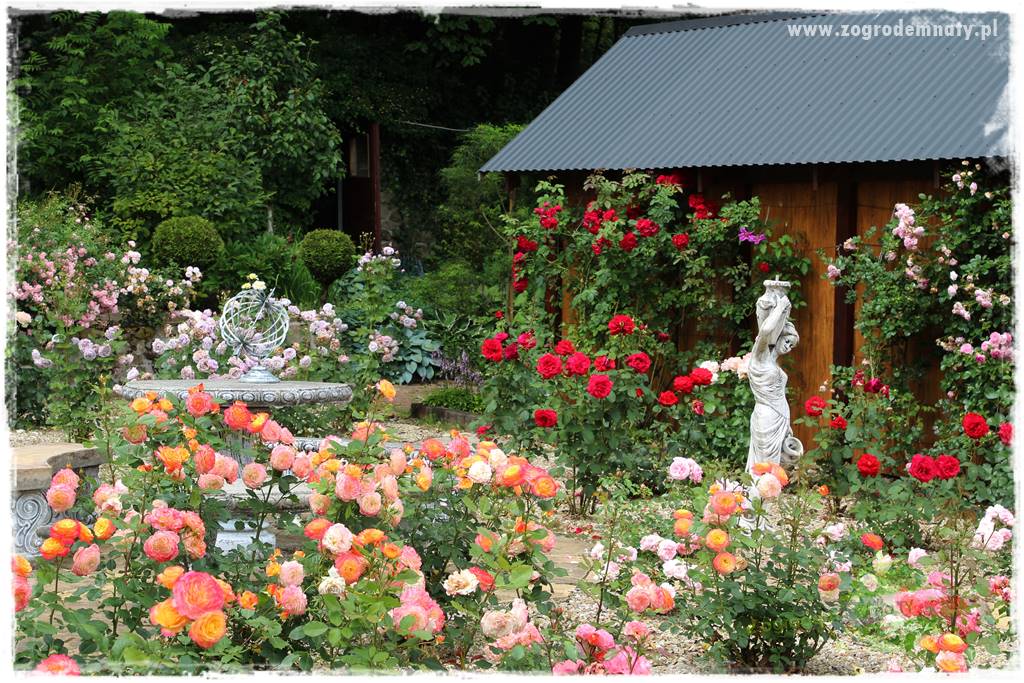 Nawożenie na kwitnienie 11