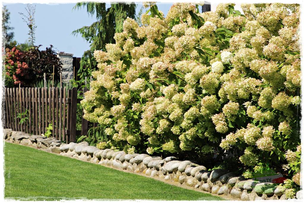 Nawożenie na kwitnienie 12