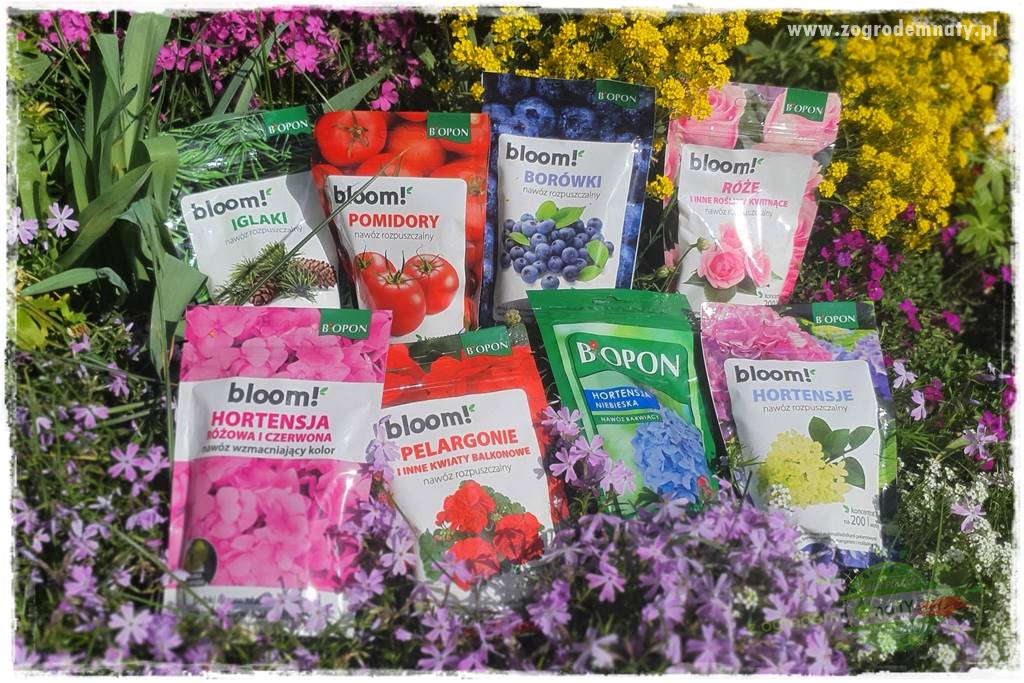 Nawożenie na kwitnienie 13