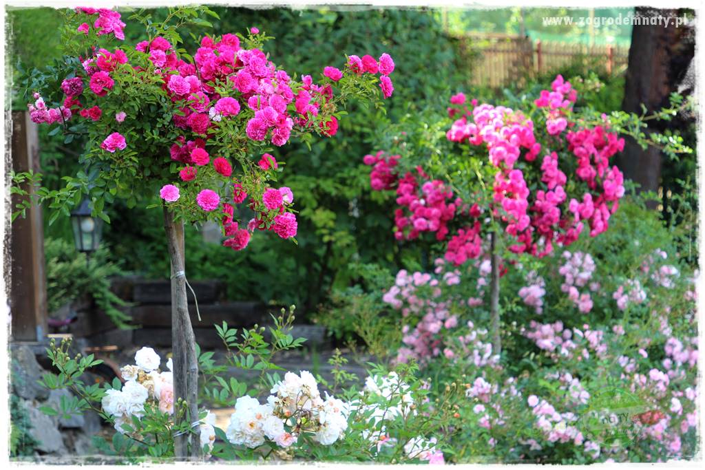 Nawożenie na kwitnienie 14