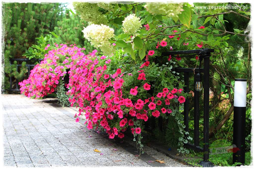 Nawożenie na kwitnienie 16