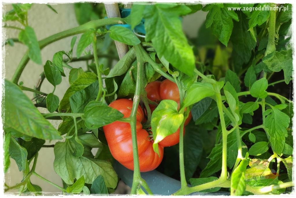 Nawożenie na kwitnienie 17