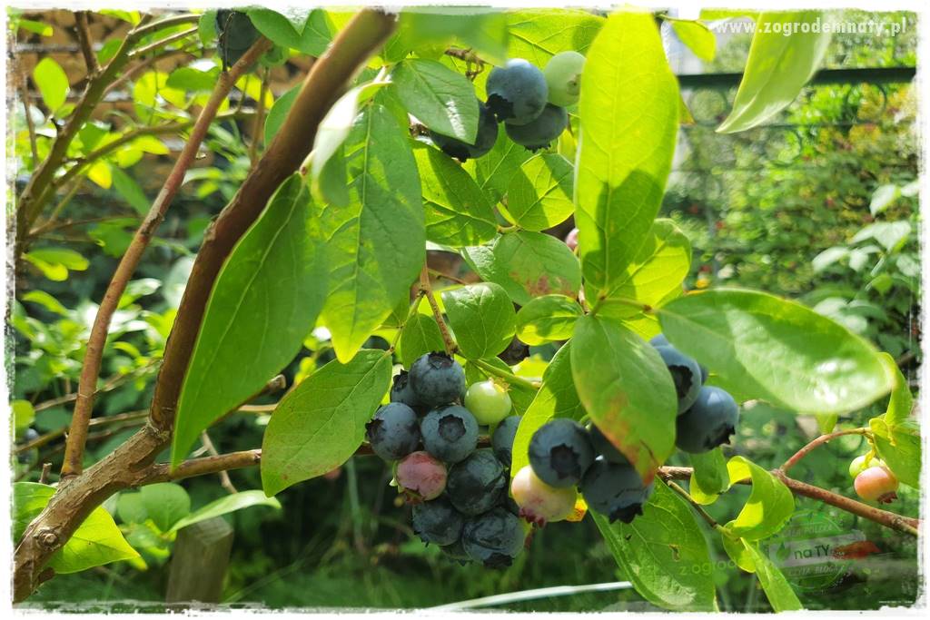 Nawożenie na kwitnienie 18