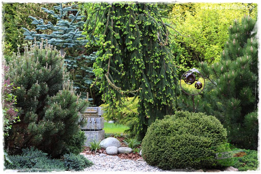 Nawożenie na kwitnienie 19