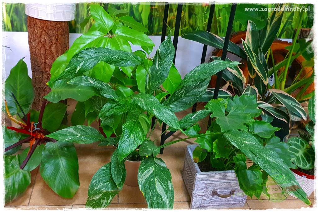 Nawożenie na kwitnienie 20