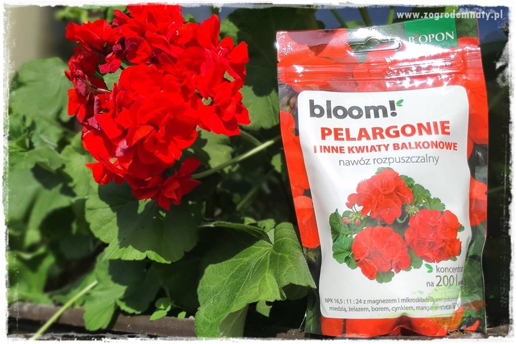 Nawożenie na kwitnienie 27