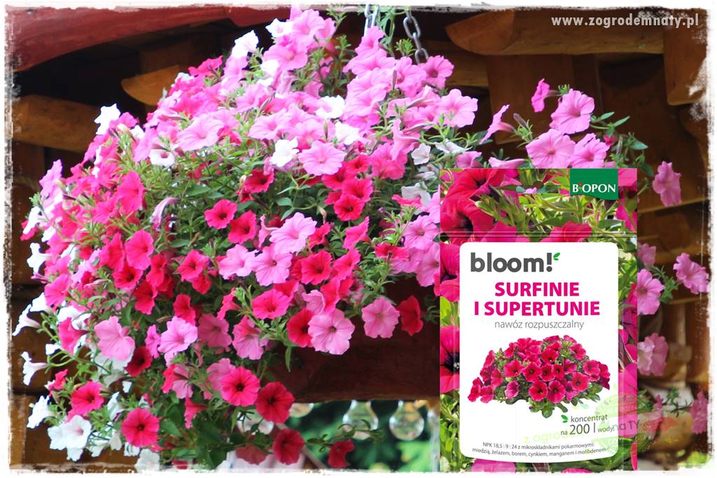 Nawożenie na kwitnienie 30