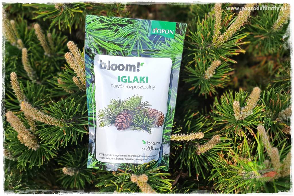 Nawożenie na kwitnienie 39