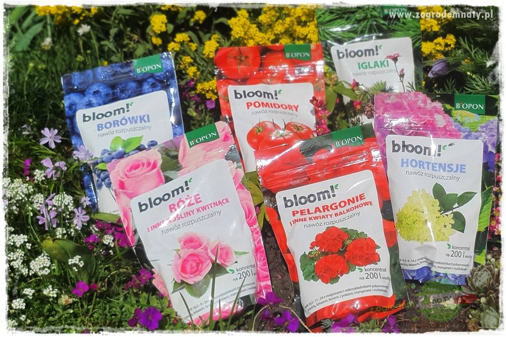 Nawożenie na kwitnienie 43