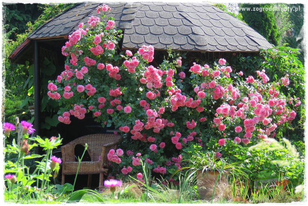 Nawożenie na kwitnienie 45