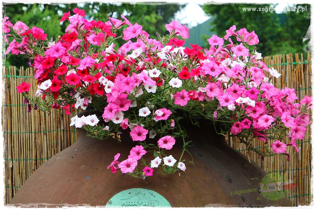 Nawożenie na kwitnienie 48