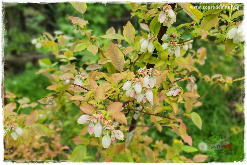 Nawożenie na kwitnienie 49