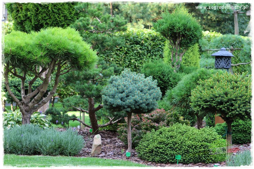 Nawożenie na kwitnienie 50