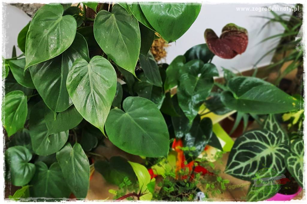 Nawożenie na kwitnienie 51