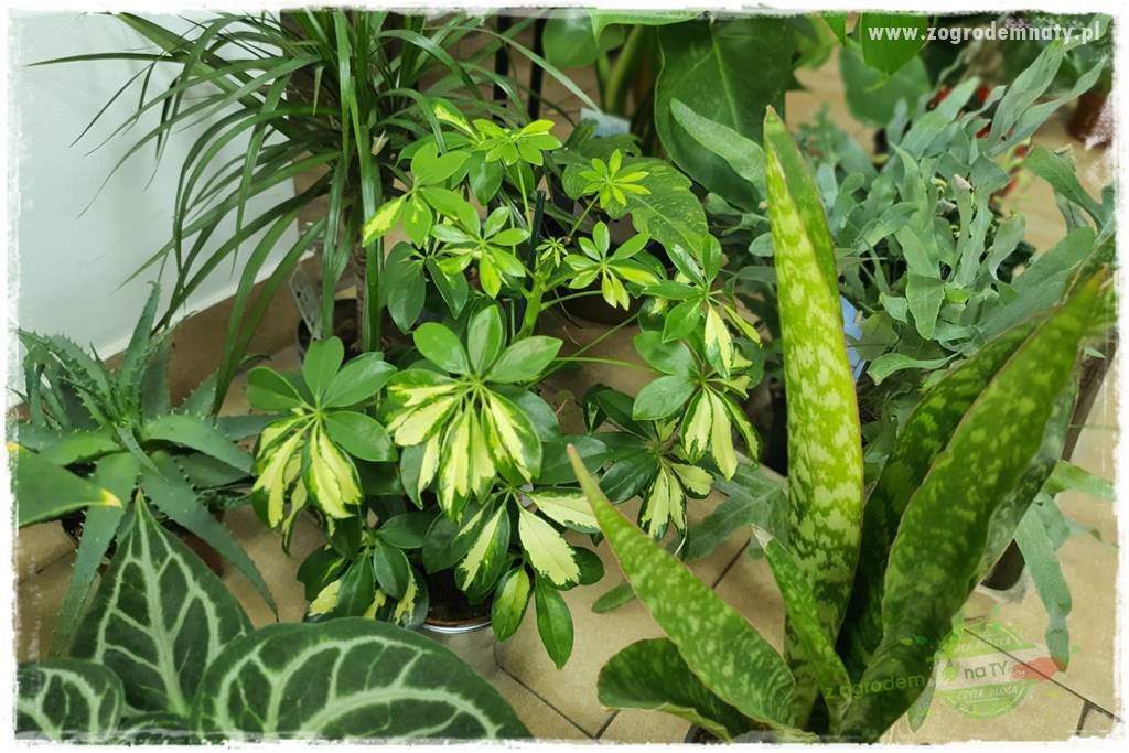 Nawożenie na kwitnienie 52