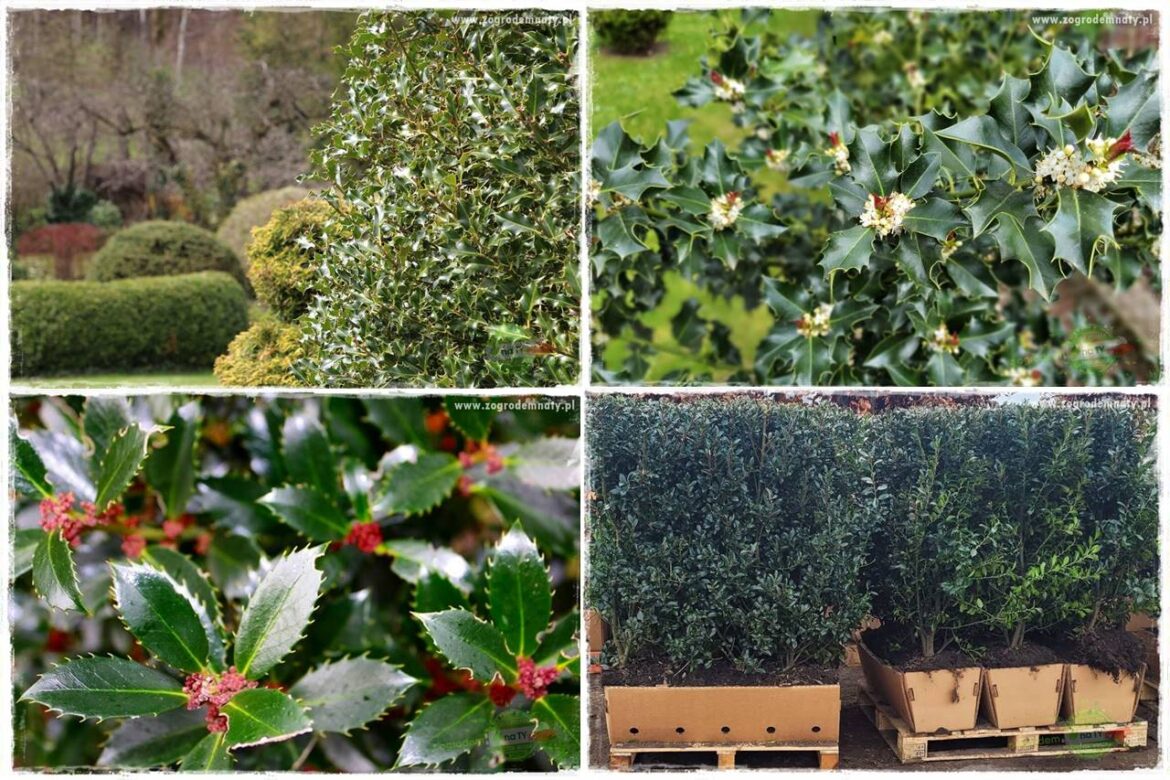 Ostrokrzew na żywopłot 0