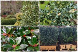 Ostrokrzew na żywopłot 0