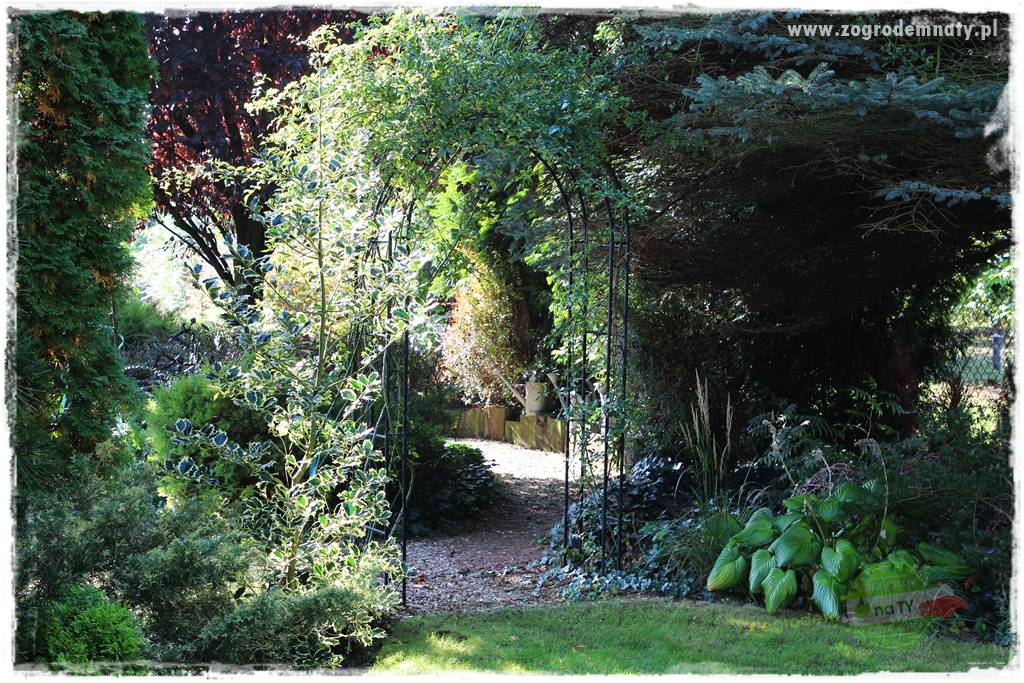 Ostrokrzew na żywopłot 0a