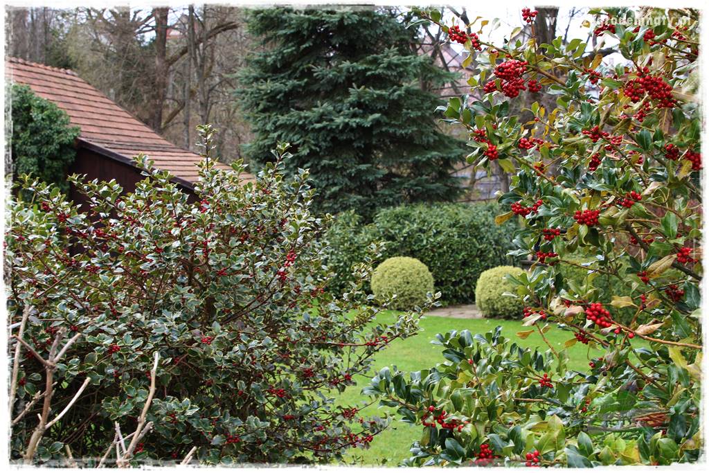 Ostrokrzew na żywopłot 1