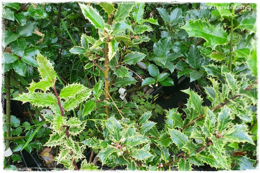 Ostrokrzew na żywopłot 10 Ostrokrzew na żywopłot 10