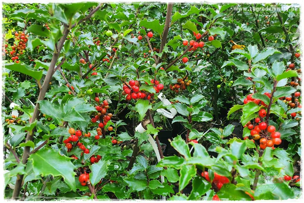 Ostrokrzew na żywopłot 11