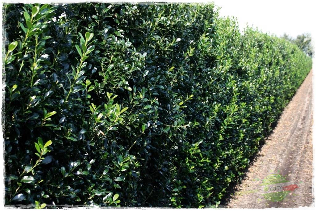 Ostrokrzew na żywopłot 12 Ostrokrzew na żywopłot 12