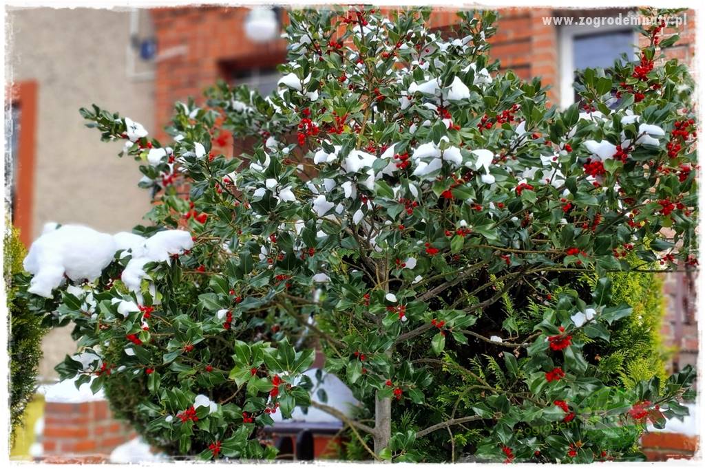 Ostrokrzew na żywopłot 13 Ostrokrzew na żywopłot 13