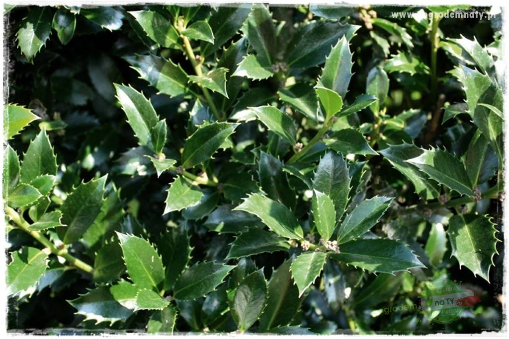 Ostrokrzew na żywopłot 14 Ostrokrzew na żywopłot 14