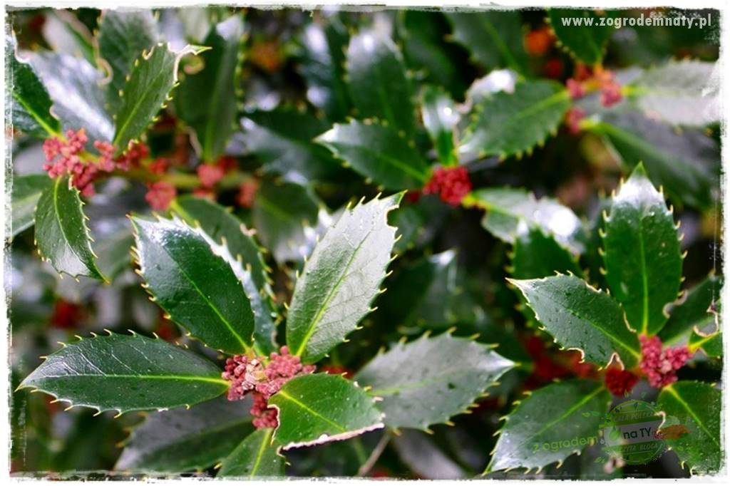 Ostrokrzew na żywopłot 15 Ostrokrzew na żywopłot 15