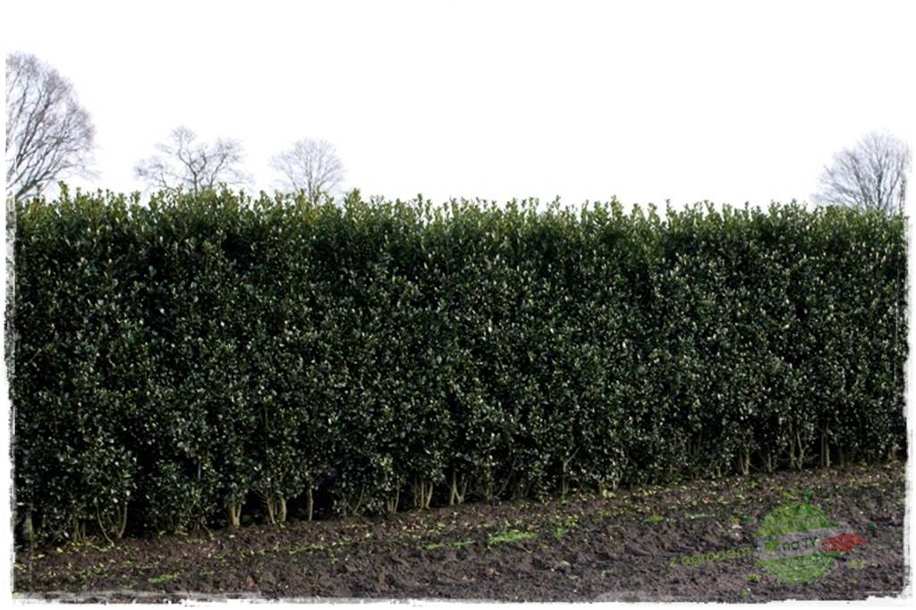 Ostrokrzew na żywopłot 16 Ostrokrzew na żywopłot 16