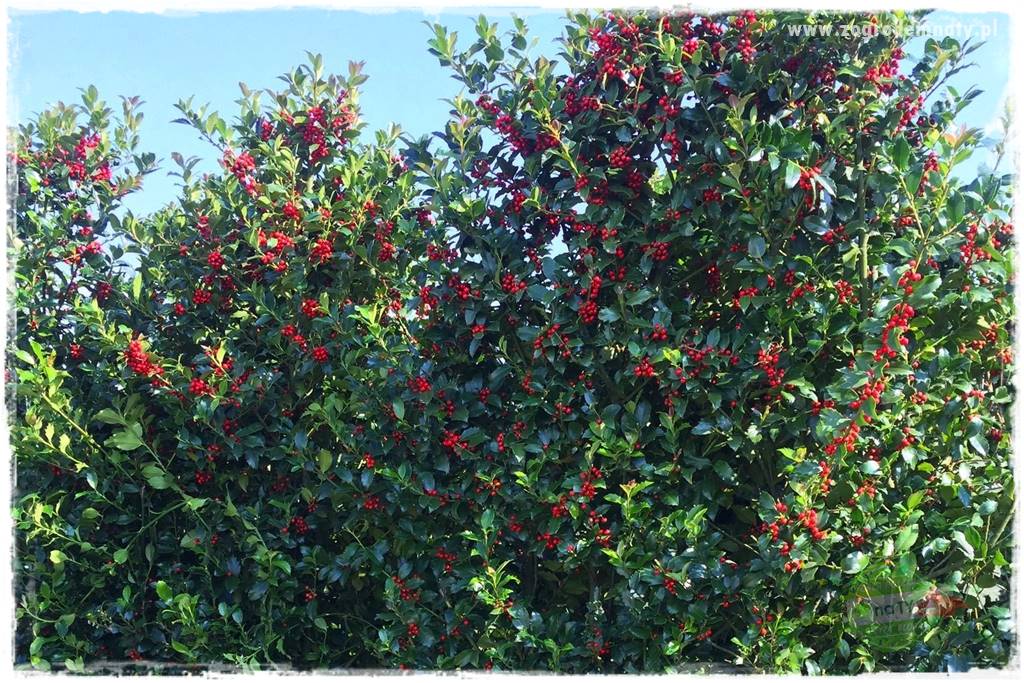 Ostrokrzew na żywopłot 17 Ostrokrzew na żywopłot 17