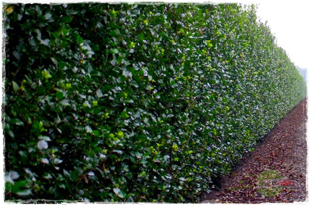 Ostrokrzew na żywopłot 18 Ostrokrzew na żywopłot 18