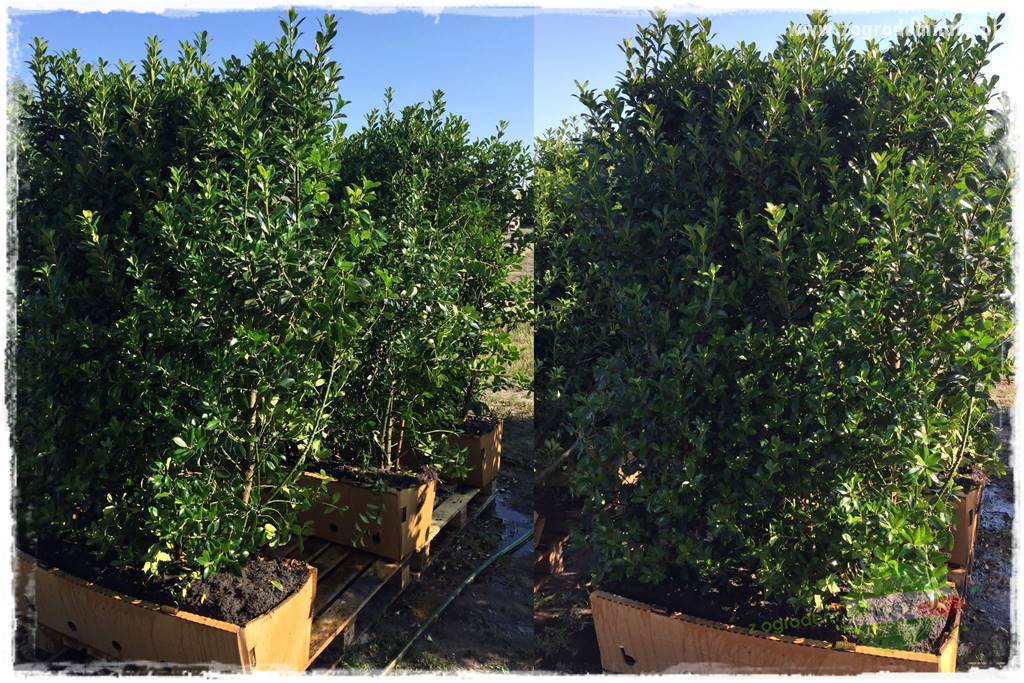 Ostrokrzew na żywopłot 19 Ostrokrzew na żywopłot 19