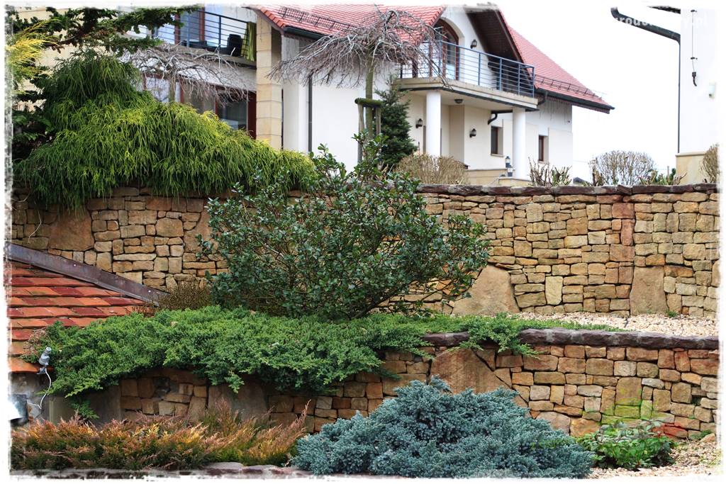 Ostrokrzew na żywopłot 2 Ostrokrzew na żywopłot 2