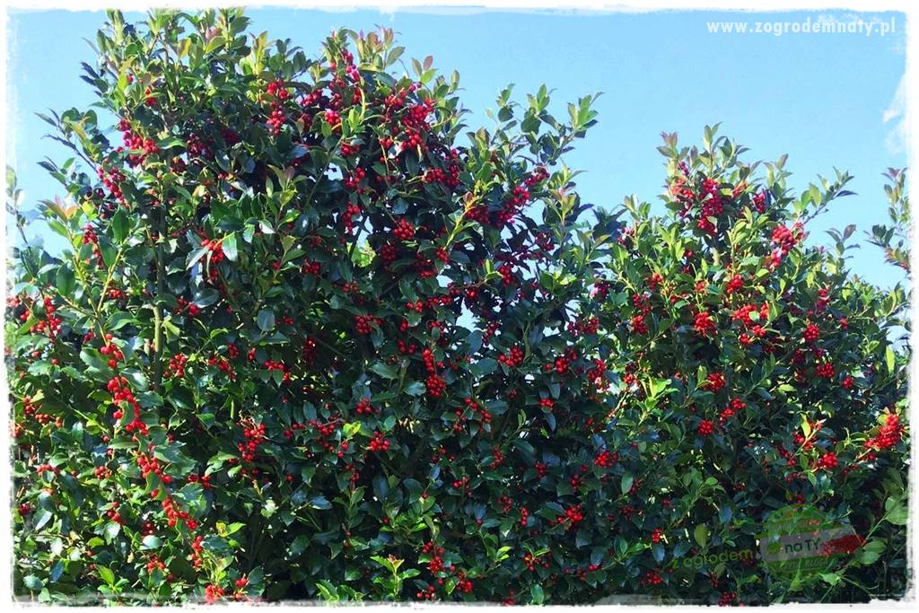 Ostrokrzew na żywopłot 20 Ostrokrzew na żywopłot 20