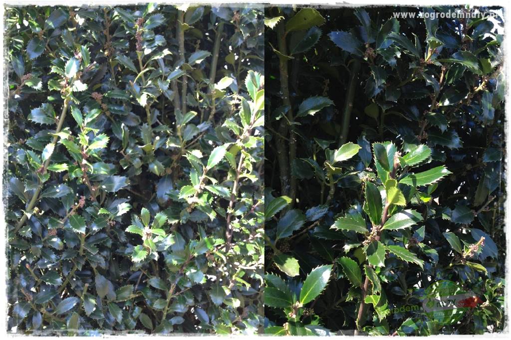 Ostrokrzew na żywopłot 21 Ostrokrzew na żywopłot 21