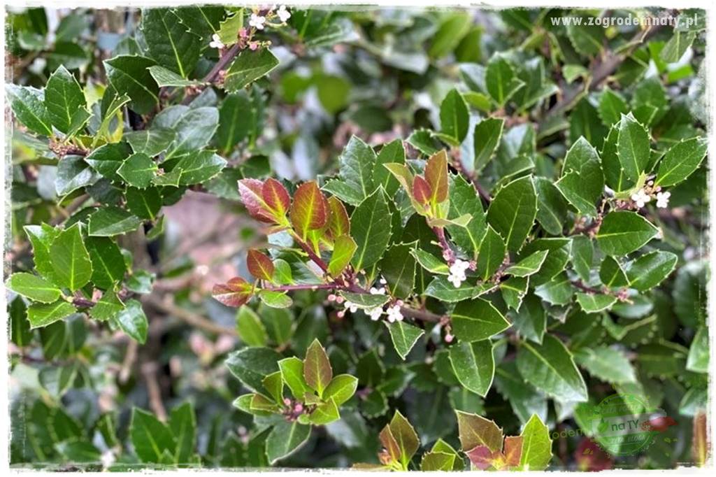 Ostrokrzew na żywopłot 22 Ostrokrzew na żywopłot 22