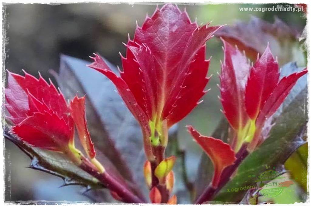 Ostrokrzew na żywopłot 23 Ostrokrzew na żywopłot 23